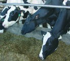 Researchers were surprised to find that anti-inflammatory drugs didn’t slow the increase of liver fat in dairy cattle. | File photo