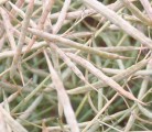 The Australian canola crop in southern New South Wales and northern Victoria was hit with a killing frost before harvest. Those two states grow about 39 percent of the country’s canola. | Canola Council of Canada photo