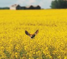 Looking to diversify crop rotations, American researchers are exploring whether canola could be profitable in Nebraska, Colorado and Kansas. | File photo
