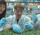 Hailing Jin, left, Arne Weiberg and Ming Wang have co-authored a research paper that looks at how grey mould works to damage fruit and vegetables. | Xiaoming Zhang photo, courtesy University of California,
