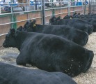Cattle from Justamere Ranches Inc. rest after nearly a week of competitions at the 43rd edition of Canadian Western Agribition. | Robin Booker photo