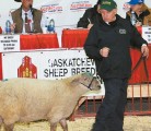 Rolly Bateman of Pilger, Sask., leads Braebank 4A, a purebred Canadian Arcott ram. The ram sold for $400. | Karen Briere photo