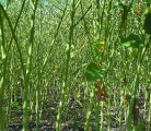 Looking much like a bamboo forest, this trial canola field was seeded at only two pounds per acre through a Monosem corn planter. Stephen Petluk says the low seeding rate allowed the plants to develop thick stalks and large roots. | Stephen Petluk photo