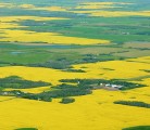 Canadian farmers posted record production and yield results across almost all crops this year, according to Statistics Canada. Ideal weather in Western Canada allowed modern crop genetics to shine. | Mary MacArthur photo