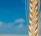 Malting barley quality may be the best ever. | File photo