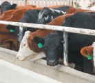Analyst says a supply shortage could send slaughter cow prices to record highs, causing some plants to close. | File photo