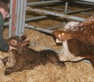 Cattle producers care about the welfare of their animals and the updated beef Code of Practice will educate industry and consumers on regulations regarding animal care, says the author. | File photo