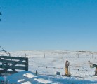 Dugouts should be fenced to keep out cattle. | File photo