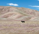 This pasture has been invaded by downy brome grass, which has been designated a noxious weed in Saskatchewan. | ARS photo