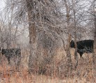 Jake Meyer developed the iCalve app with his wife as an easier way to record information during calving season. | File photo