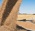 Thanks to a bumper crop Saskatchewan Crop Insurance Corp. projects a surplus of $308.4 million. | File photo