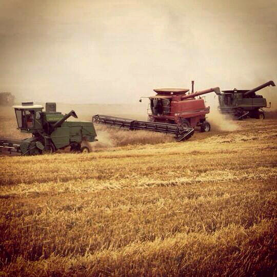 Jonathan Adams @JBMcAdams @westernproducer Grandpa leading his grandsons in some wheat. pic.twitter.com/JSNaaHNusf