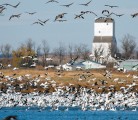 Not all seasons can support the same number and variety of birds. | File photo