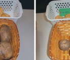 Two chipping potato varieties were among 15 on display Feb. 12 at the Agriculture Canada Research Centre in Lethbridge. The top taters from the national breeding program are offered to growers for additional trials and evaluation. | Barb Glen photos