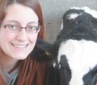 University of British Columbia researcher Heather Neave hopes her study encourages producers to treat post-operative pain for 24 hours after a surgical procedure. | UBC Dairy Education and Research Centre photo