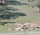 Drought in Australia is forcing producers to ship more cattle to feedlots earlier, which is consuming larger than normal amounts of wheat. | Brenden Ashton Photo/www.flickr.com