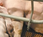 Hundreds of thousands of doses of a vaccine developed for porcine epidemic diarrhea have been administered but have failed to control the virus in the United States. | File photo