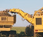 Over 24,000 acres of sugar beets were harvested in 2013. A reduction in contracted acres sent growers to arbitration with the Lantic sugar factory in Taber, Alberta. | File photo