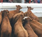 Animal welfare experts say many older auction facilities were not designed for efficient flow of livestock. | Photo illustration