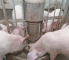 Relying on just weight when mixing feed can create a high variability in nutrients and vitamins between samples. | File photo