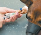 Research institutions must pass requirements outlined by the Canadian Council on Animal Care. | File photo