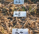 Wheat agronomist Phil Needham has seen plants per yard of row vary from 20 in one row to 50 in the next row. In this example, three neighbouring rows have counts of 24, 48 and 42 plants per yard. The impact on yield is disastrous. | Phil Needham photo