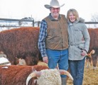 Marilyn and Cal Ramsay stand with some of the bulls that sold during the fifth annual Moving On Bull Sale, held at their family ranch near Cut Knife, Sask., Feb. 7. | William DeKay photo
