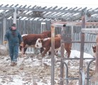 ABOVE: Chores are a daily ritual for Stan Figley at his farm near White Bear, Sask.
BELOW: Figley gets help from his wife, Shelly, who manages the livestock and field work when her husband attends 4-H activities. | Karen Morrison photo