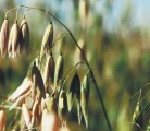 If U.S. millers can’t get Canadian oats, they may look to alternative markets. | File photo