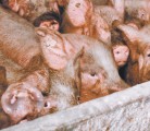 Manitoba, Prince Edward Island and Quebec have each confirmed one case, and each of those is considered to be contained. The bulk of cases are in Ontario.
Industry veterinarians monitoring the deadly virus are encouraged by the limited spread. | File photo