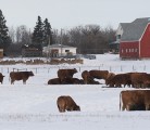 Livestock exports will be affected by the trade deal between Canada and South Korea, in this week's edition of Canada's Weekly Farm Video. | File photo