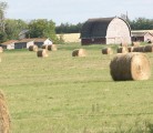 In this week's News and Markets Update, Roundup Ready alfalfa will not be available to Canadian growers this spring. Forage Genetics International, the company with the exclusive rights to the controversial product in Canada, says it will hold off for now. | File photo.