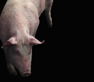 There is an as yet unexplored human cost to porcine epidemic diarrhea virus. | File photo