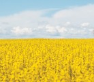 Ontario’s greener diesel rule may be good news for canola growers. | File photo