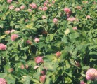 Green manure crops like clover can help conserve energy by substituting for synthetic fertilizers commonly used in traditional production methods. | USDA/Flickr.com photo
