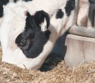 A Cornell University study found dairy herd death rates as high as 17 percent. | File photo