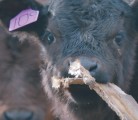 Health Canada has announced plans to limit the use of antibiotics for growth promotion purposes in livestock. Within three years’ time, use will be limited to specific health issues and provided under direction of a veterinarian. Healthy but curious calves like this one will not be given antibiotics as an eventual chaser to scrap pieces of drywall. However, this calf quickly rejected this material as potential fodder. | Mike Sturk photo