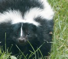 Skunks are among wildlife that can carry rabies. | File photo