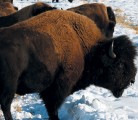 Bison benefit from proper grazing management in summer and winter and in some regions swath grazing, as shown here, is not the best option because of heavy snow cover and large wildlife populations. | File photo