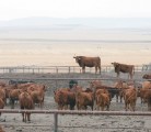 A study showed cattle that have been exposed to BVD virus tend to be susceptible to respiratory disease. | USDA photo