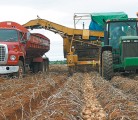 Processors have severed contracts with several Manitoba growers this year as they reduce volumes in the province. | File photo