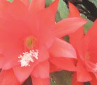 This mature orchid cactus is a large plant with spectacular blooms, but it must be root bound for that to happen. | Albert Parsons photo