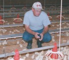 Reg Ference watches newly hatched chicks at his poultry farm at Black Diamond, Alta. The birds were born earlier that day and he needs to make sure they are eating and drinking. | Barbara Duckworth photo