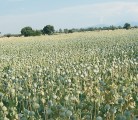 Thebaine poppies do not have the narcotic properties of opium poppies and are processed into pain relievers. | Lindsay Joye/Flickr.com photo