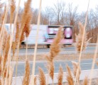 Phragmites, also known as European common reed, has colonized much of the Highway 401 corridor in Ontario. | Jeffrey Carter photo