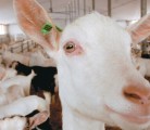 The Kusters family’s 24-milker parlour holds 48 goats at a time. Due to the seasonality of goats, kids tend to be born around the
same time of year, from February to April. | Jeffrey Carter photo