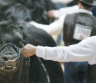 Livestock producers say changes to the Animal Pedigree Act will cost them market credibility. | File photo