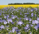 In this week's Video Update: Agronomists and economists in Manitoba say flax and soybeans are now the most profitable crops, generating operating margins of about $100 to $150 an acre. | File photo.