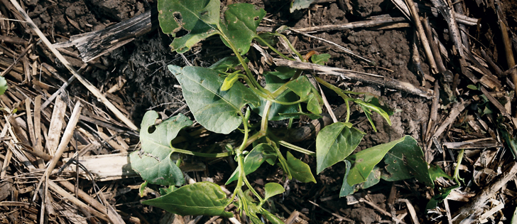 weed of the week wild buckwheat the western producer wild buck wheat
