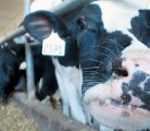 These dairy cattle appear satisfied and well looked after, but reports of abuse in a Chilliwack dairy operation last week sparked widespread outrage and calls for improved animal welfare policies. | File photo